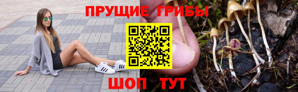 Богданович  Псилоцибиновые грибы Psilocybe  Вход с VPN 